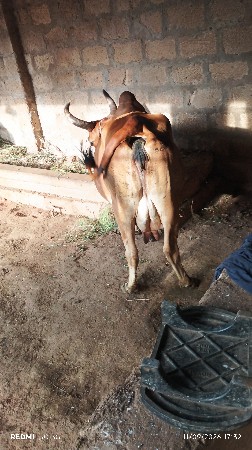 ગાય વેચવાની