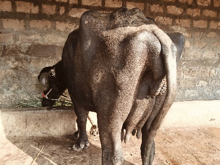 ભેંસ. વેચવાની છે