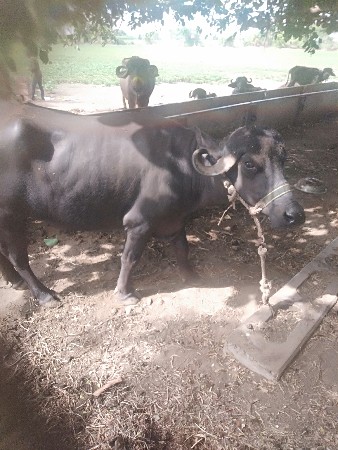 આદમભાઇ