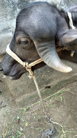 રમેશભાઈ માથાસુરીયા