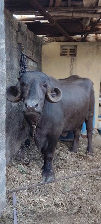 આ ભેંસ વેચવાની છે