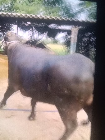 ભ
