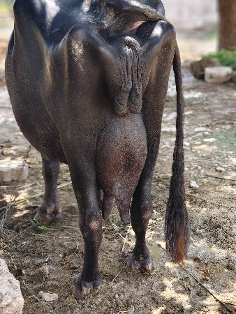 ભેંસ વેચવાની છે