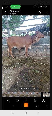 ગીર હોળકી