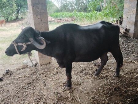 bhens vechvani chhe