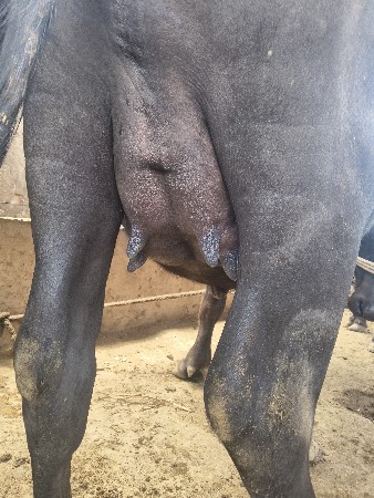 ભેંસ વેચવાની છે