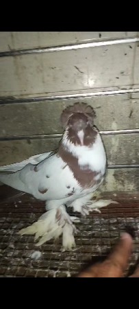 કબુતર દેવાના છે