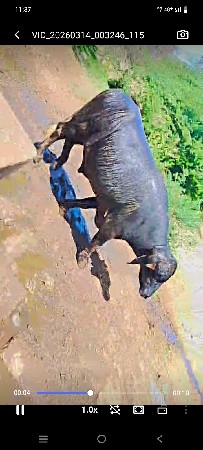 પાડો