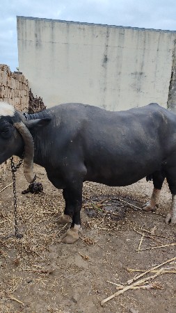 ભેસ વેચવાની છે