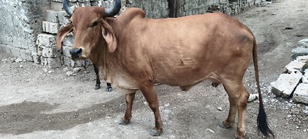 ગાય