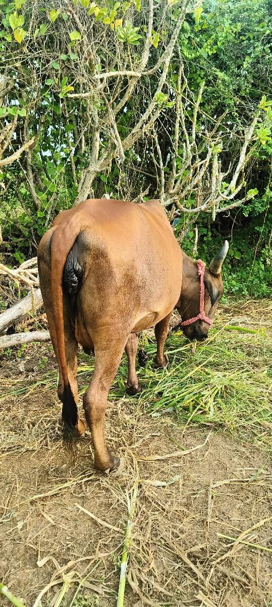 હોડકી વેચવાની છે