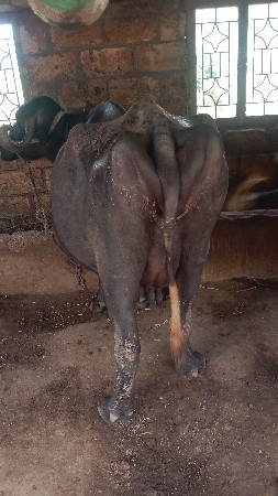 ભેંસ વેચવાની છે
