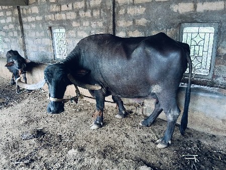 એક ખડેલો 3 વર્ષ નુ એક ભેંસ