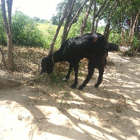 બે બકરી વેચવાની છે