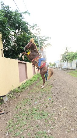 આ ઘોડો વેચવાનો છે  પણ સાટાકરવાના