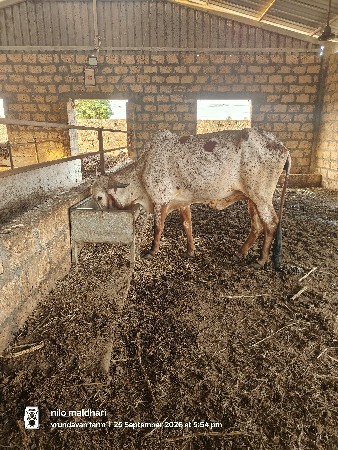 હોડકી વેચવાની છે..