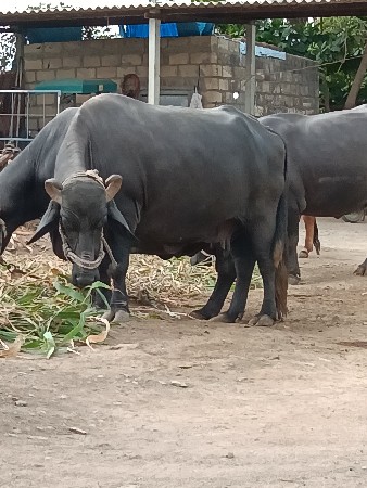 khadeli vechvani che