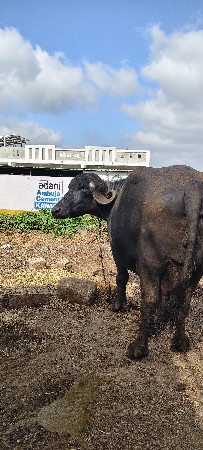 jafrabadi
