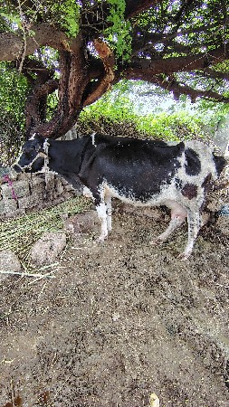 ગાય
