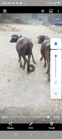 kutiya