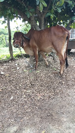 ભીલી ગીર ગાય વેચવાની