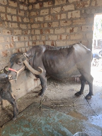 વેચવાની છે