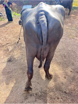 ભેંશ બેચવાની છે.