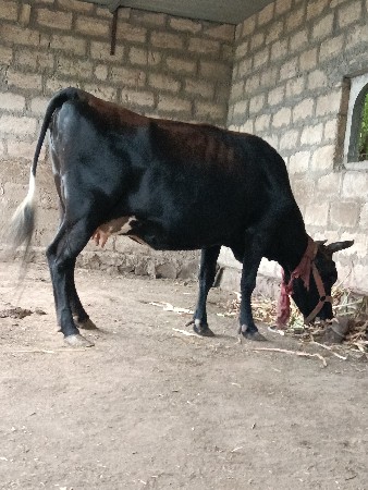 જર્સી ગાય વેચવાની છે