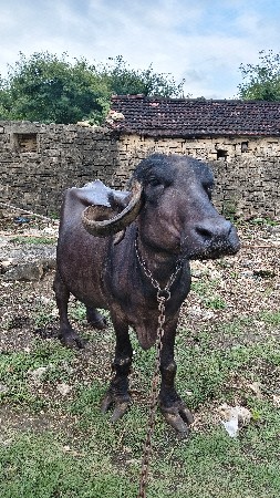 ભેંસ વેચવાની છે