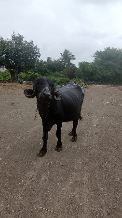 ભેસ
