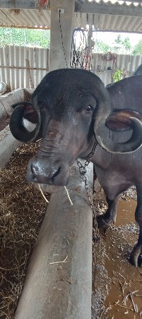ભેંસ વેચવાની છે