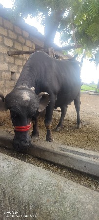 ભેંસ વેચવાની છે