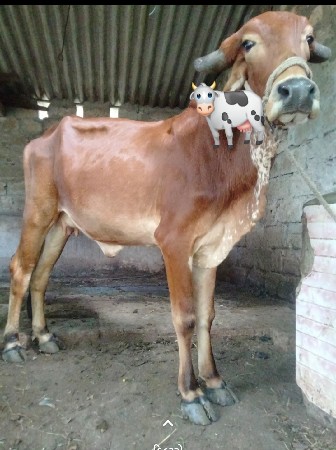 બે ગાયું વેચવાની છે