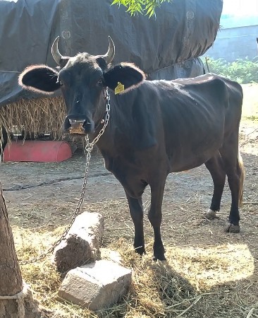 ગીર ક્રોસ ઓડકી વેચવાની છે