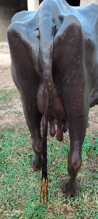 ભેંસ વેચવાની છે