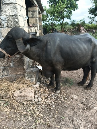 vechavani