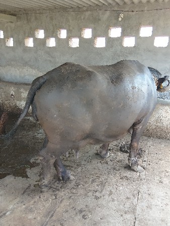 ભેંસ વેચવાની છે