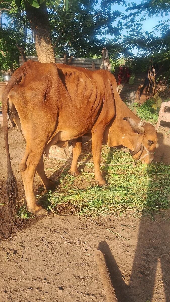 કીમત 25000