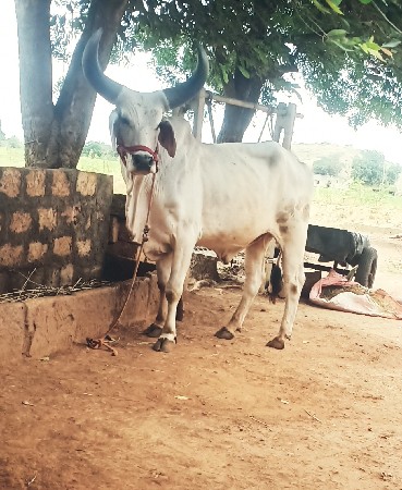 ગોઢલો વેસવા નો છે
