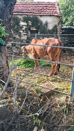 gir orajinal vasadi vesavani se