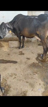 ક્રોસ ગાય વેચવાની