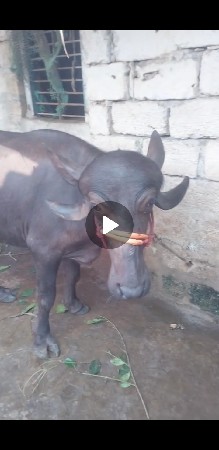 આ ખડેલિ વેચવાની છે