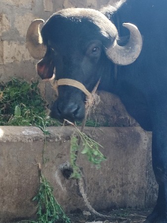 khadeli vecha vani che