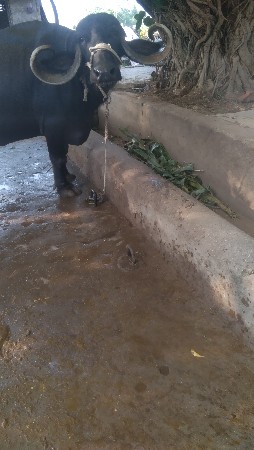 ભેંસ વેચવાની છે