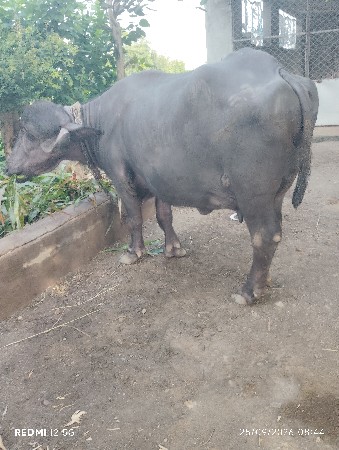 બીજુ વેધર