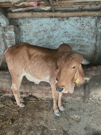વાછડી વેચવાની છે
