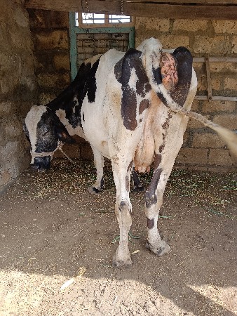 ગાય વેશવાની છે