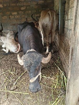 ખડેલી વેચવાની છે