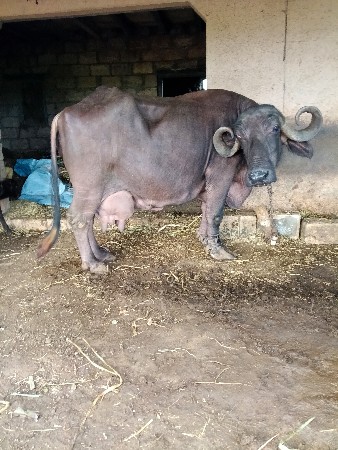 ભેંસ વેચવાની