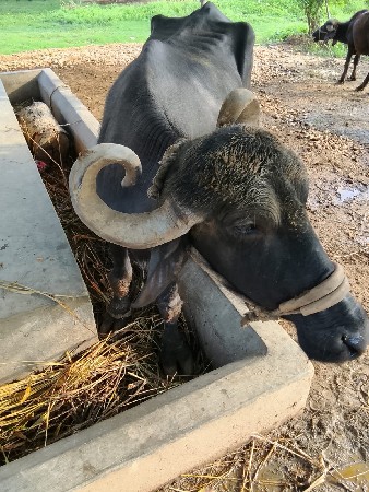 ભેંસ વેચવાની છે